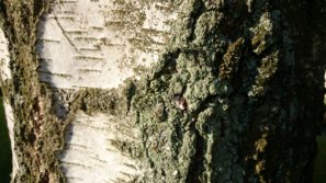 sony-z2-camera-sample-11