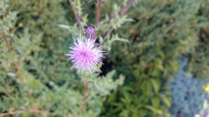 sony-z2-camera-sample-9
