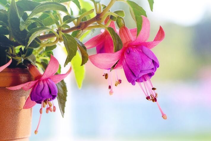 Google börjar använda sitt nya system Fuchsia, körs på Nest Hub